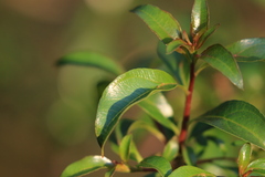 Heteropyxis natalensis