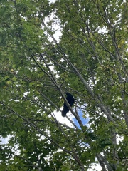 Corvus brachyrhynchos