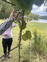 Vitis