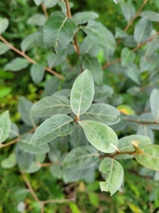 Elaeagnus umbellata