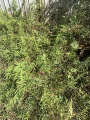 Thelypteris palustris