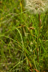 Tragopogon pratensis