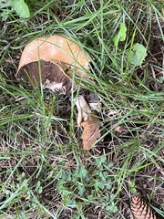Agaricus sylvaticus