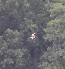 Sterna hirundo