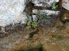 Parietaria judaica