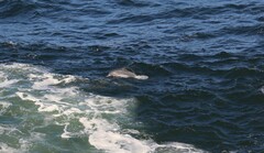 Tursiops