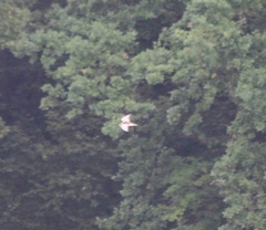 Sterna hirundo