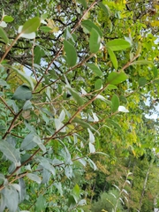 Elaeagnus umbellata