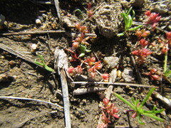 Crassula decumbens