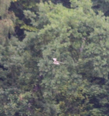 Sterna hirundo