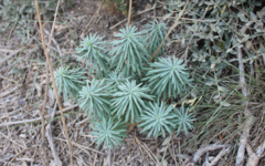 Euphorbia