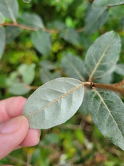 Elaeagnus umbellata