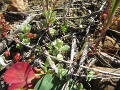 Troglophyton parvulum