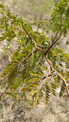 Gleditsia triacanthos