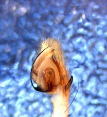 Philodromus albidus