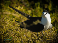 Onychoprion fuscatus