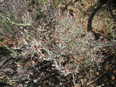 Helichrysum cylindriflorum