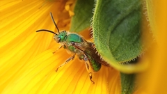 Paragapostemon coelestinus