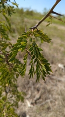 Gleditsia triacanthos