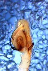 Philodromus albidus