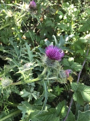 Cirsium andrewsii