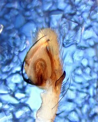 Philodromus albidus