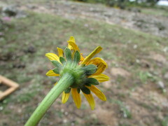Heliopsis buphthalmoides