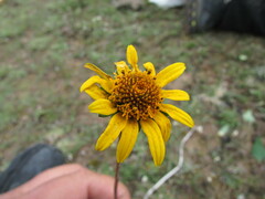 Heliopsis buphthalmoides