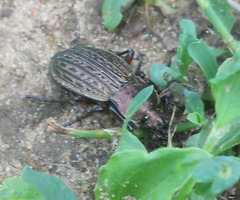 Carabus cancellatus