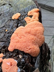 Tubifera ferruginosa