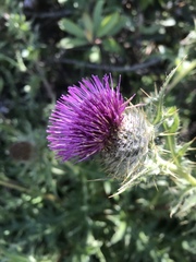 Cirsium andrewsii