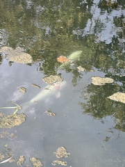 Cyprinus