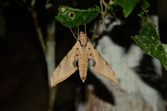 Protambulyx strigilis