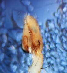 Philodromus albidus