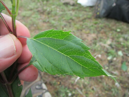 Image of Heliopsis buphthalmoides by (c) Carlos Martorell, some rights reserved (CC BY)