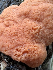 Tubifera ferruginosa