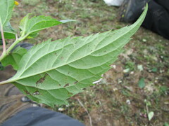Heliopsis buphthalmoides