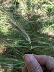 Dichanthium sericeum