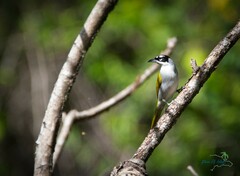 Phaenicophilus palmarum