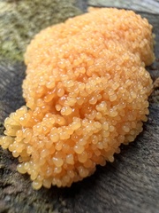 Tubifera ferruginosa