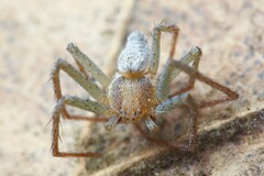 Philodromus albidus