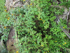Heliopsis buphthalmoides