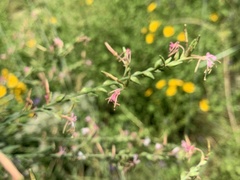 Oenothera filiformis