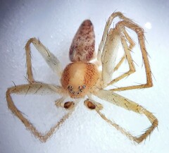 Philodromus albidus