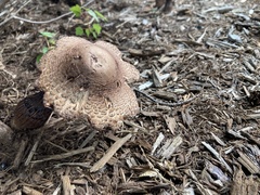 Leucoagaricus