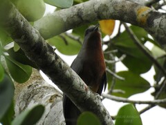 Coccyzus rufigularis