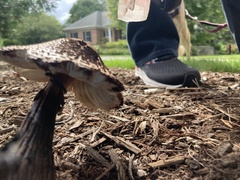 Leucoagaricus