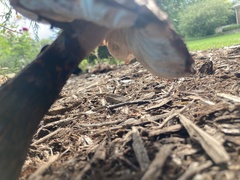Leucoagaricus