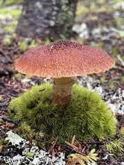Suillus ampliporus