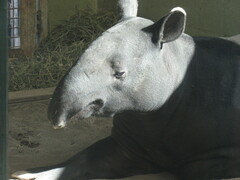 Tapirus indicus
